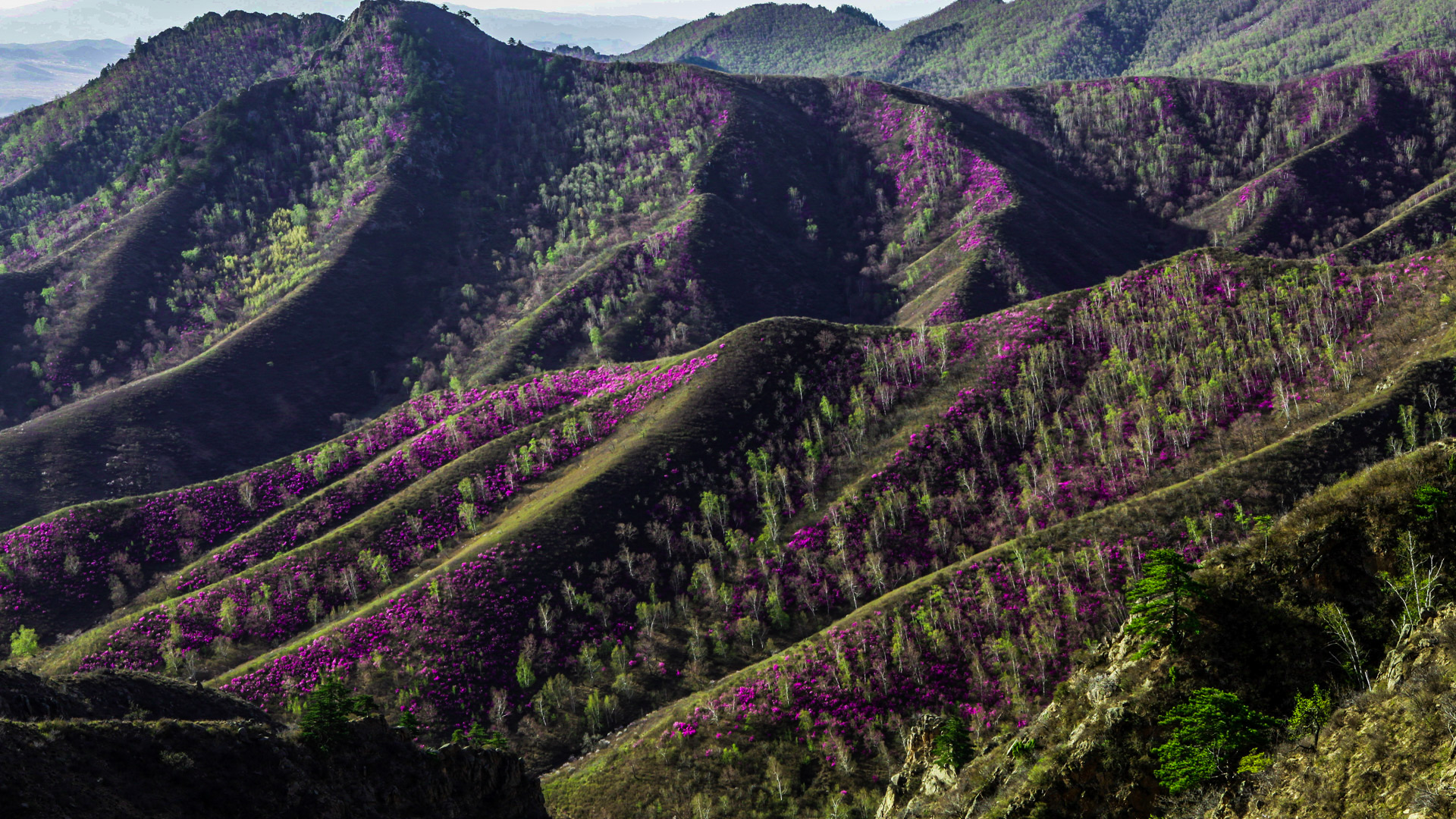 岭上开遍映山红  摄影  张今卓.jpg