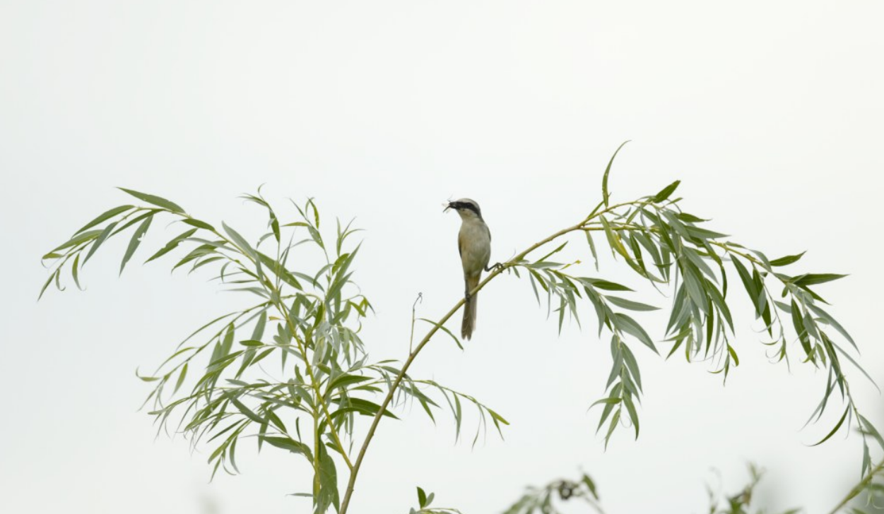 屏幕截图 2021-08-13 153825.png