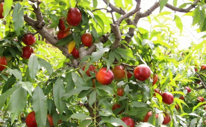 屏幕截图 2023-06-02 144155.png